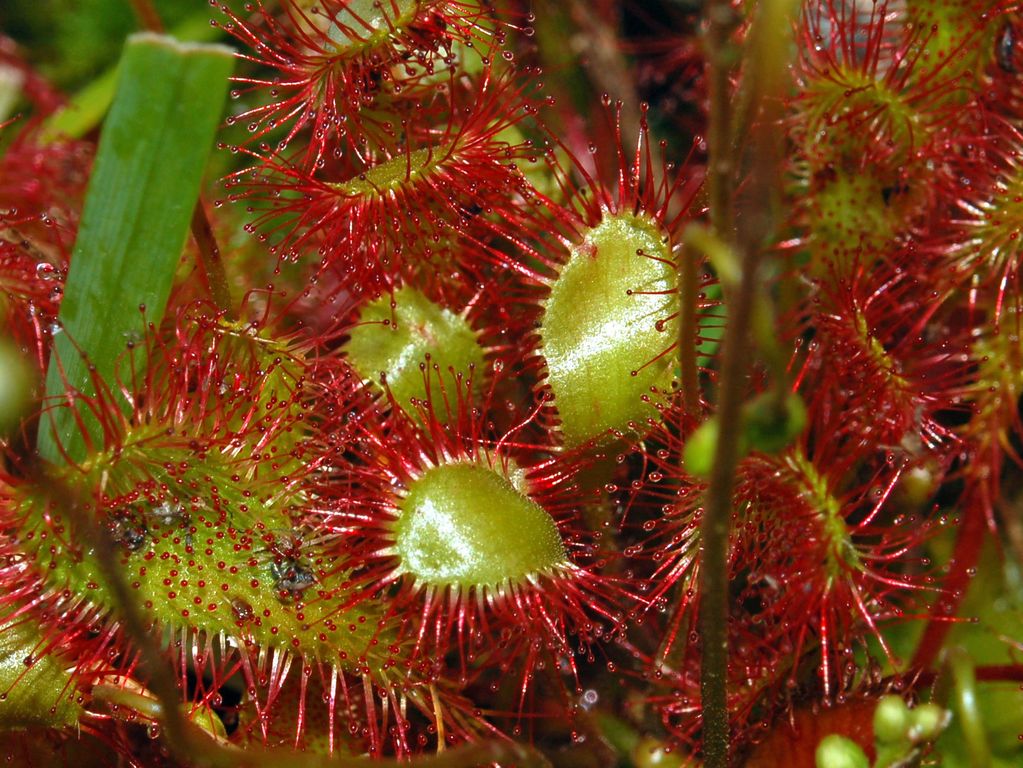 Giardino Botanico Montano di Pratorondanino